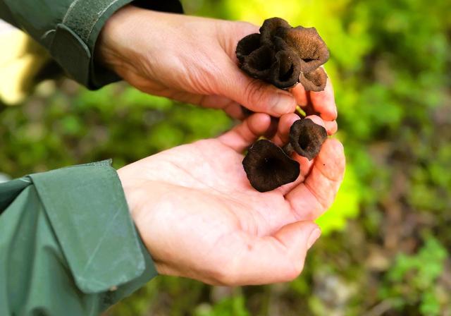 画像: 「黒ラッパダケ」。フランス料理でも使われる高級食材