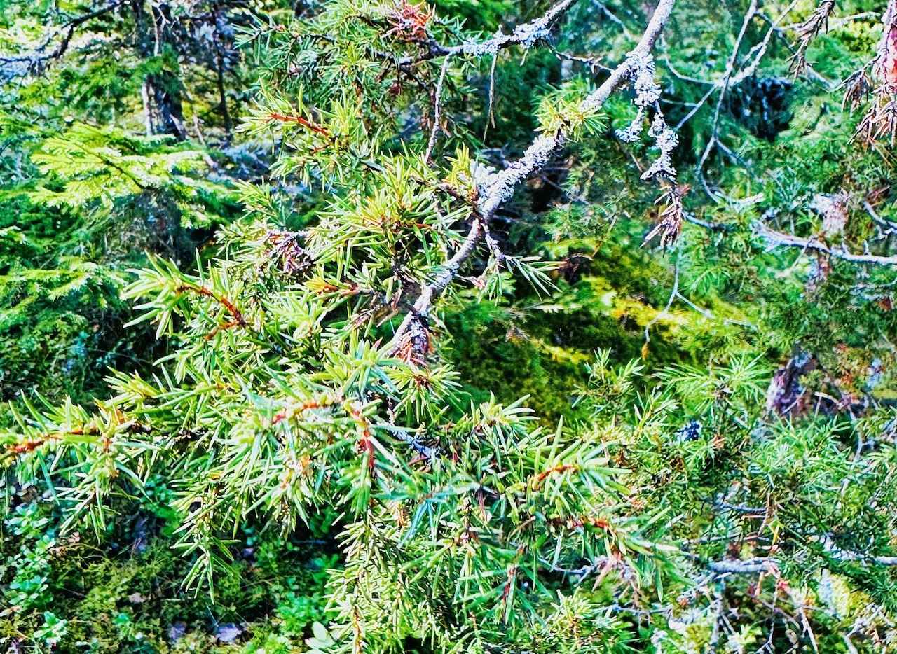 画像 : 4番目の画像 - 「フィンランドの森できのこ狩り!
ヤミー高山の「北の国から」Vol.10
~食の開拓者たちへの讃歌~」のアルバム - T JAPAN:The New York Times Style Magazine 公式サイト