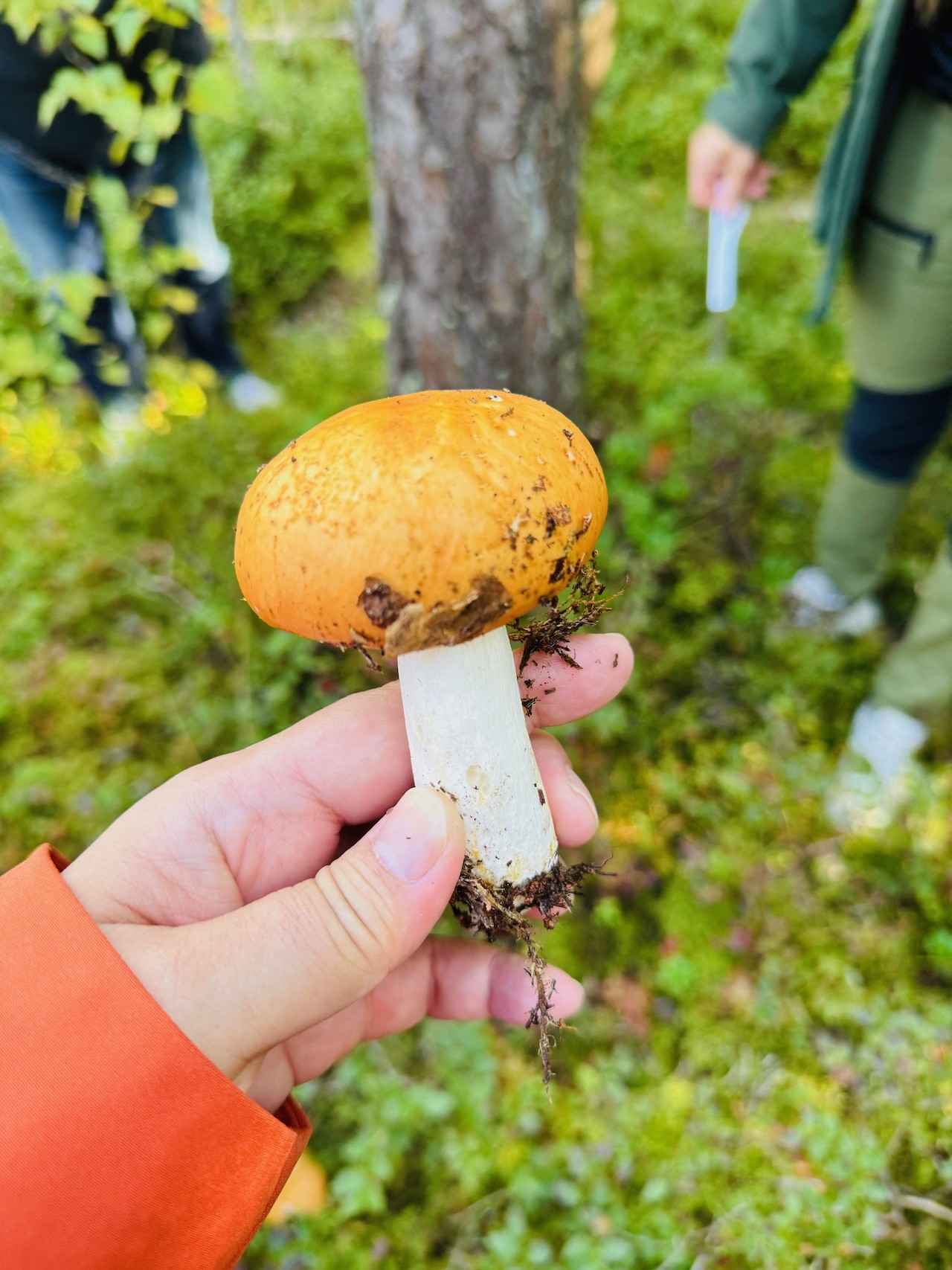 フィンランドの森できのこ狩り！ ヤミー高山の「北の国から」Vol.10