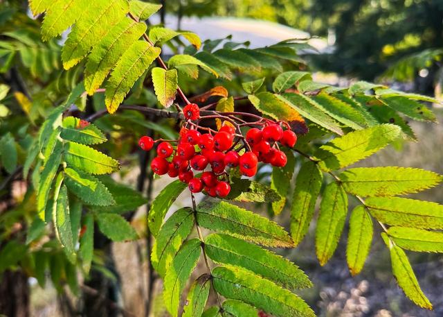 画像: セイヨウナナカマド、ローワンベリー。セイヨウナナカマドのゼリーは伝統的に鹿肉などの狩猟の獲物の肉によく付けあわされるらしい