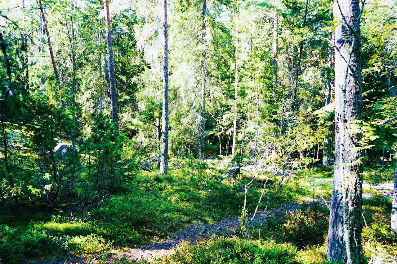 画像 : 2番目の画像 - 「フィンランドの森できのこ狩り!
ヤミー高山の「北の国から」Vol.10
~食の開拓者たちへの讃歌~」のアルバム - T JAPAN:The New York Times Style Magazine 公式サイト