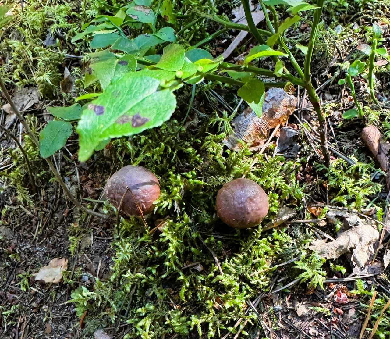 画像 : 8番目の画像 - 「フィンランドの森できのこ狩り!
ヤミー高山の「北の国から」Vol.10
~食の開拓者たちへの讃歌~」のアルバム - T JAPAN:The New York Times Style Magazine 公式サイト