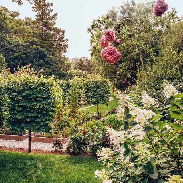 画像: サンルームの前に広がるキッチンガーデン。牡蠣の殻で縁取られたレイズドベッド(註:地面より高く立ち上げてつくった花壇)が整然と配され、その周りではノリウツギや「デビッド・オースチン」のラベンダー・ラッシー・ローズが潮風にそよいでいる。