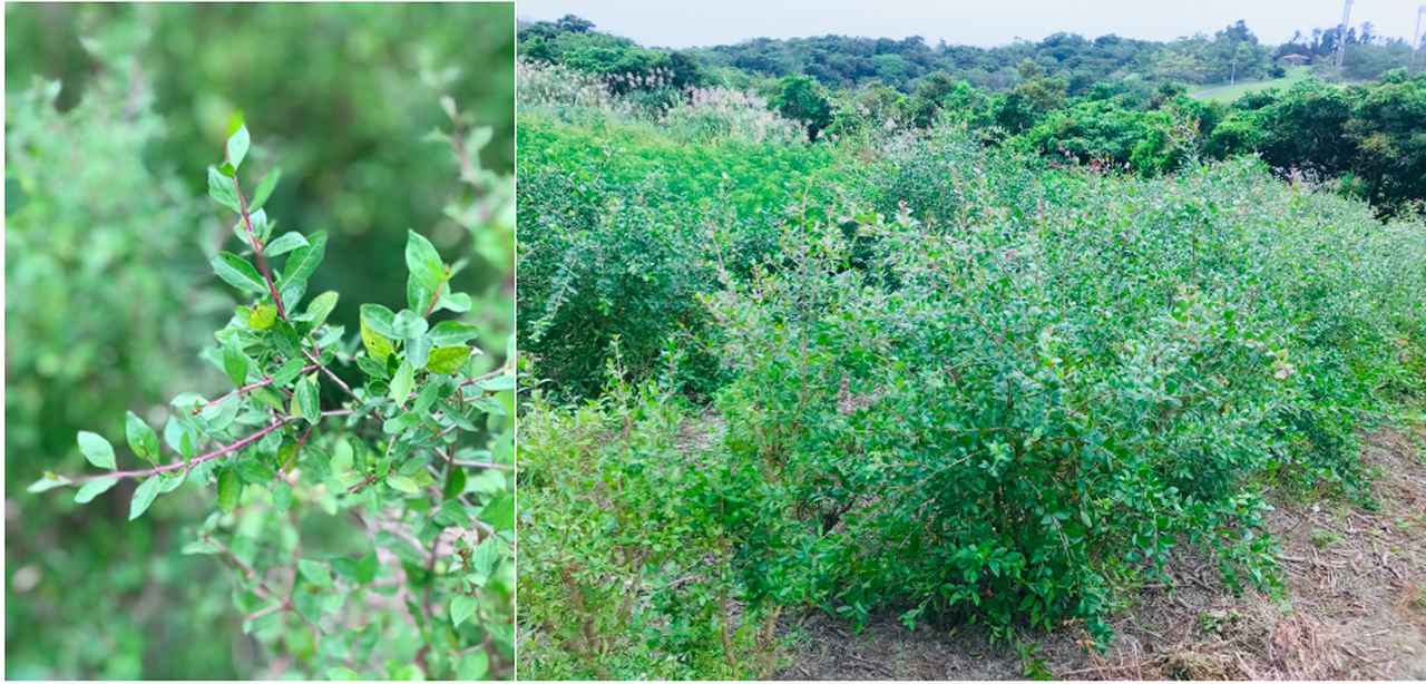 画像: 沖縄で栽培されているヘナの木