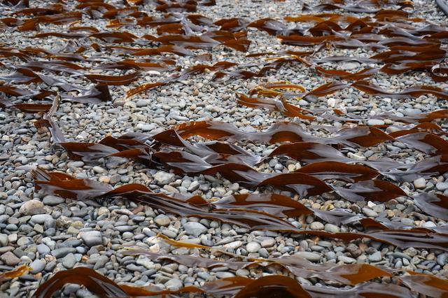 画像: 専用の干場で干される昆布。川の石と海の石を混ぜておき、それぞれの特性を生かしている。海の石は温度が上がりやすく、すぐ乾くがくっつきやすい。川の石は温度はあまり上がらないが、くっつかない