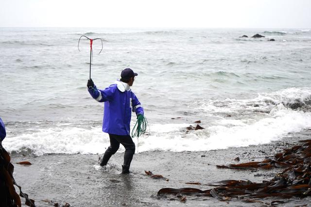 画像: マッケと呼ばれるいかりのような道具を海に投げ入れ、漂っている昆布をとる保志さん