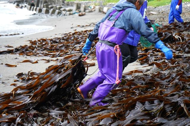 画像: 昆布は長いもの10メートル以上ある。かなりの重さになるため、二人がかりで運ぶ
