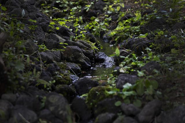 画像: 敷地の勾配を利用して手掛けた小川には、クレソンやワサビが育つ。食材になるだけでなく、水をきれいにする役割も担うとか