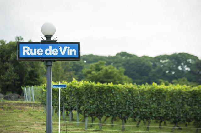 画像: 山の傾斜を利用したブドウ畑。カフェ・レストランから見えるのはカベルネ・ソーヴィニヨンの実り