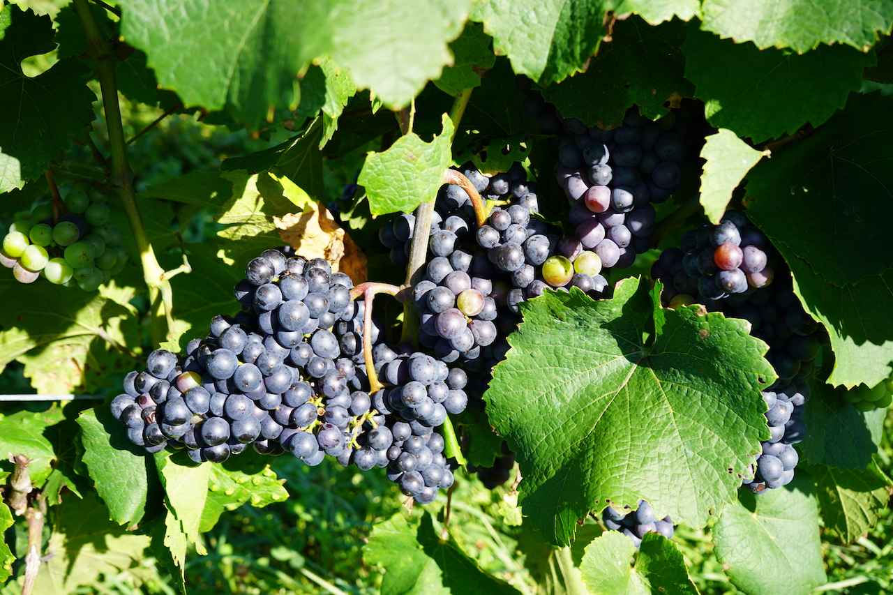 画像 : 6番目の画像 - 「「ドメーヌ アツシ スズキ」探訪記
ヤミー高山の「北の国から」Vol.12
～食の開拓者たちへの讃歌～」のアルバム - T JAPAN:The New York Times Style Magazine 公式サイト