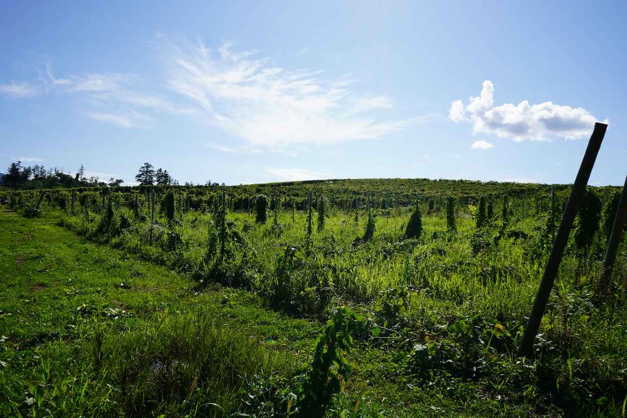 画像 : 7番目の画像 - 「「ドメーヌ アツシ スズキ」探訪記
ヤミー高山の「北の国から」Vol.12
～食の開拓者たちへの讃歌～」のアルバム - T JAPAN:The New York Times Style Magazine 公式サイト