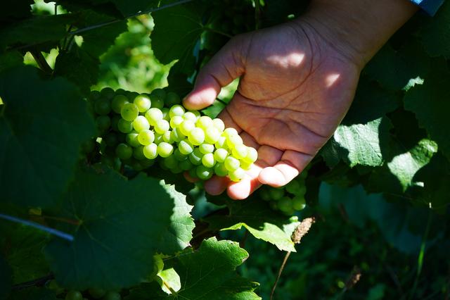 画像: 「ドメーヌ アツシ スズキ」のワイナリーへ