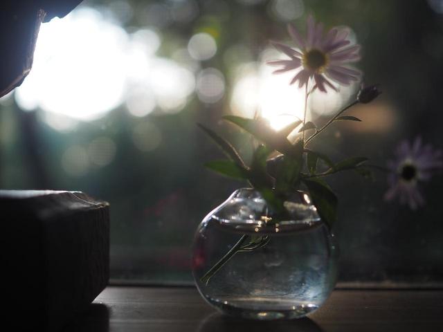 画像: 鳥取・大山 　一客一亭の森の宿 日本のローカルトレジャーを探す旅 - T JAPAN:The New York Times Style Magazine 公式サイト