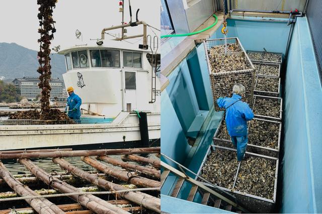 画像: 10メートルある垂下連をクレーンのついた船で収穫する。島田水産には焼きがきなどが人気のかき小屋も併設している