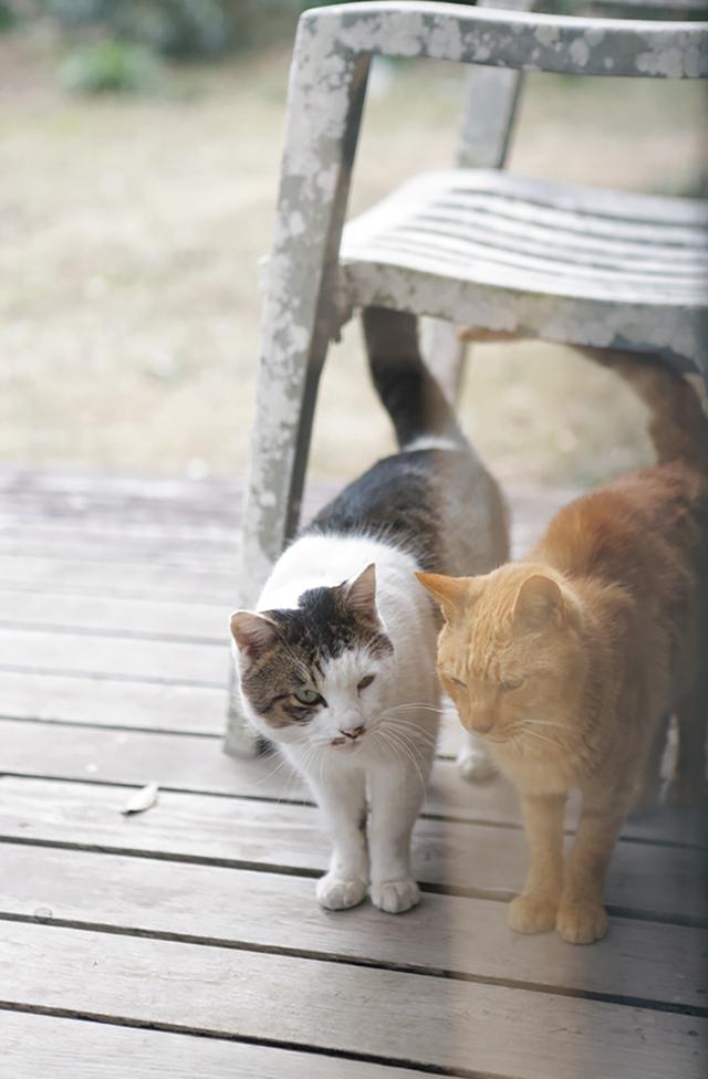 画像: 以前来ていた別の猫をスティーブ（右）が追い払い、トニー（左）を連れて、一緒に来るようになった。 小前の作品や個展の情報についてはインスタグラム@yoko.komae.works、日々の暮らしは@yoko___komで見 ることができる。