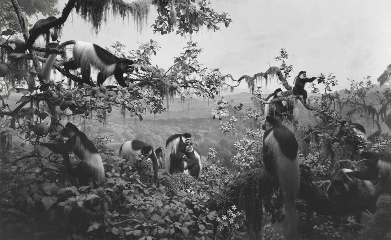 画像 : 2番目の画像 - 「杉本博司の原点に迫る
国内では21年ぶりの写真展
『絶滅写真』が語るもの」のアルバム - T JAPAN:The New York Times Style Magazine 公式サイト
