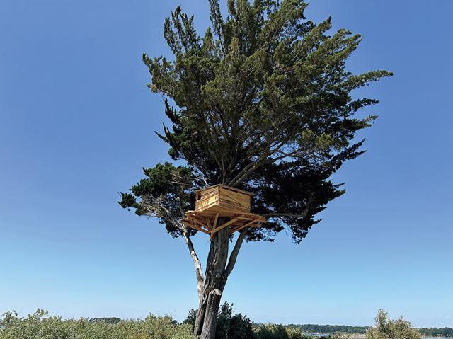 画像: 川俣正《Tree Hut Project》。芸術祭のシンボルとして、アーツ前橋正面のケヤキに1 基を現地制作。東和銀行本店併設「憩いの広場」にも市民参加型プロジェクトとして設置される。成長、変化しつづける長期的なパブリックアートの側面も COURTESY OF MAEBASHI BIENNALE 2026