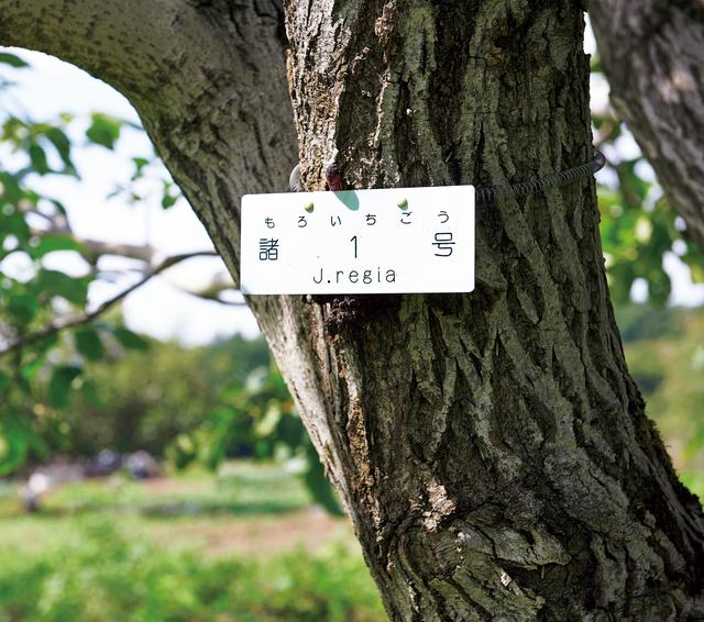 画像: サンファームとうみでは約20品種のくるみを栽培する。「諸1号」はコクがあってクリーミーな味