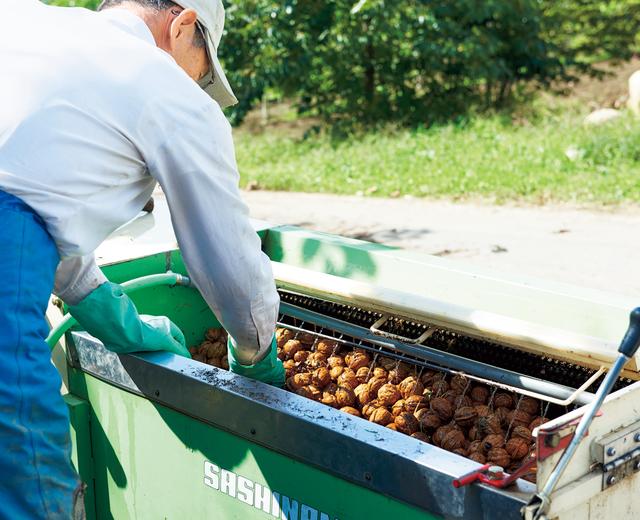 画像: 外果皮を取り除いたあと、ていねいに水で洗浄して汚れを落とし、約1カ月半、天日干しする