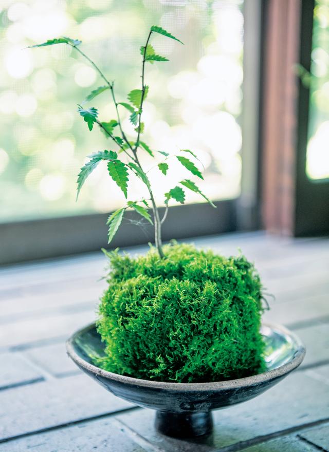 画像: 福森雅武さんの「土楽」の土鍋のふたは、丸みが、こけ玉によく似合う
