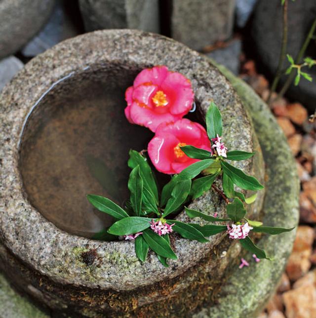 画像: 隅々にまで手入れがゆき届いた美しい庭。水面に光がきらきらと反射するつくばいにも、季節の彩りを添えて