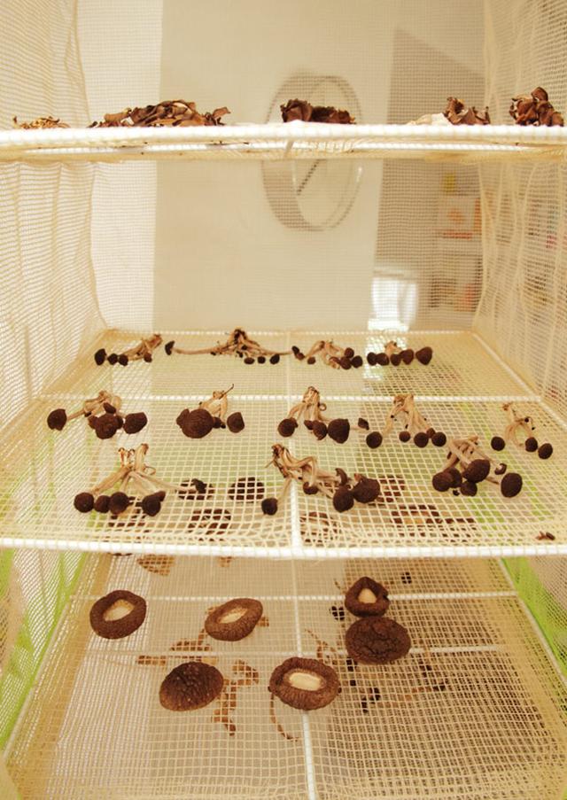 画像: 3週間後、水分が十分に抜けた状態。半分くらいの大きさに。 干しかご/問い合わせ:常陸屋 TEL.03-6219-5621