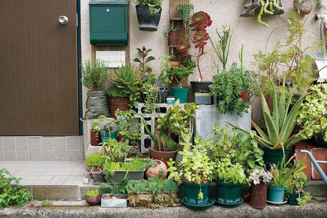 画像: 玄関前は、小さなジャングル。この界隈は、玄関先に植木を置いている人も多いので、近所の人とのちょっとした会話のきっかけにも。「多肉植物は、まめな水やりは必要ないのですが、長く出かけるときはご近所さんにお願いすることも」