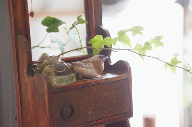 画像: まるで林のように、グリーンがあちこちにあしらわれている飛松家。そのなかを、ジュウシマツのムギが自由に飛びまわる。「緑のなかをムギが飛んでいるのを見ると、こちらがホッとした気分になって癒されます」