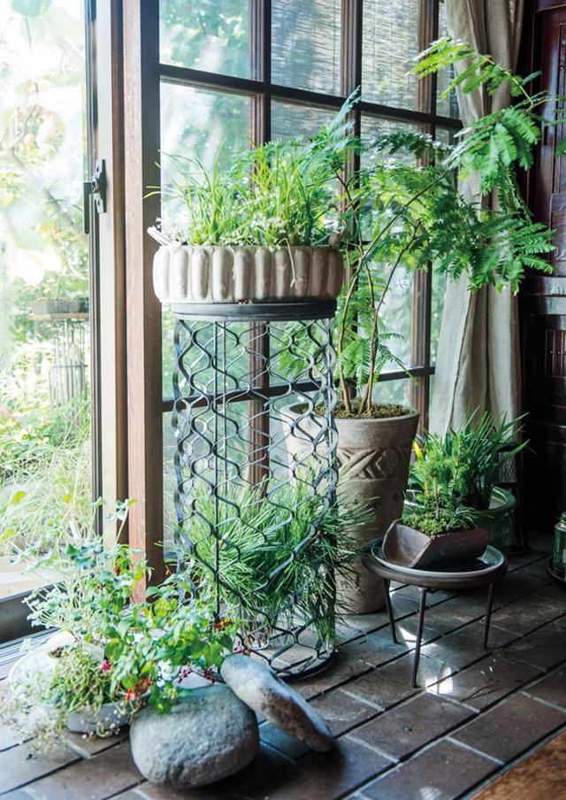 画像: 冬が来る前に鉢植えを室内に移して越冬させる