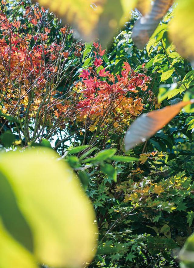 画像: 紅葉が美しい庭