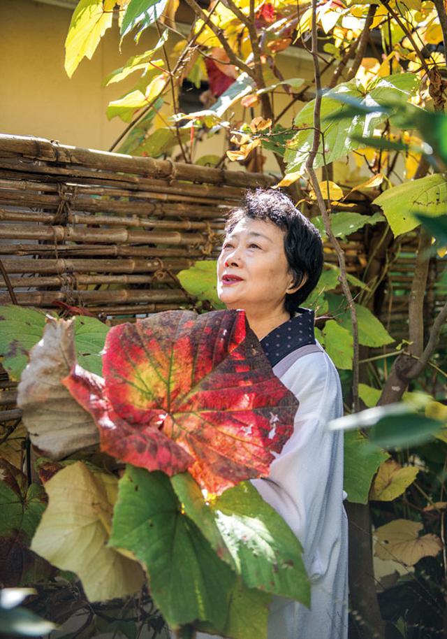 画像: 山ぶどうの葉は鯖ずしにも使用