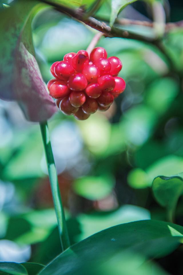画像2: 秋の庭|横山タカ子 信州四季暮らし