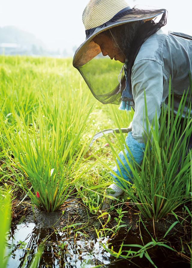 画像: 田んぼでも2〜3回、苗の周囲の草を鎌で刈る。夏の大切な仕事