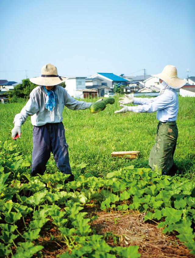 画像: 自然農を実践する人に種を分けてもらった、固定種の、大きなズッキーニを収穫。約40㎝の特大サイズで、ずっしり重い。締まった食感で、炒めものや味噌汁の具に