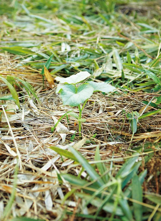 画像: 何代もの命を経て、草や枯れ木のすき間から、秋きゅうりが育っている