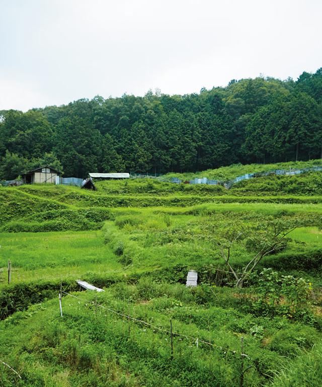 画像: 三重と奈良の県境にある「赤目自然農塾」の棚田。基本的に月1回、土・日曜日に実習が行われている。無償で田畑を借りることができ、いつでも作業に来られる
