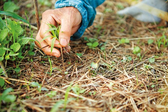 画像: 種をまく部分は草を取り、作物と草の生育のスタートラインをそろえる。芽が出たあとも自分で育つ力がつくまで、まめに草を除くことが大切