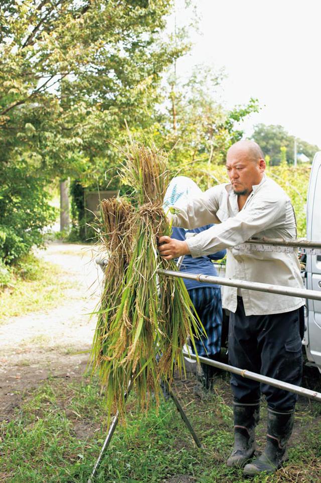 画像: 14:30 稲を天日干し。お米を追熟させます