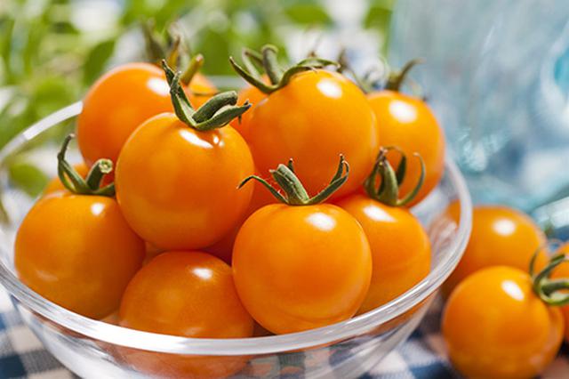 画像: 「オレンジ千果」は、カロテン豊富で甘みも抜群なミニトマトです。家庭菜園で栽培しやすい品種