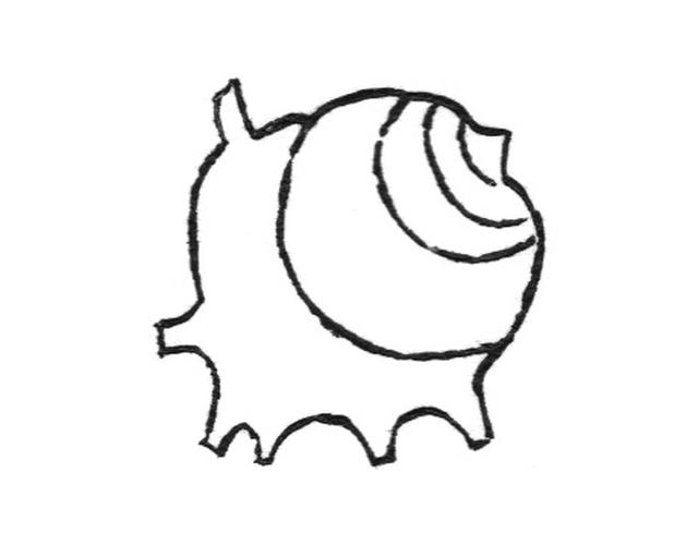 画像: さざえ