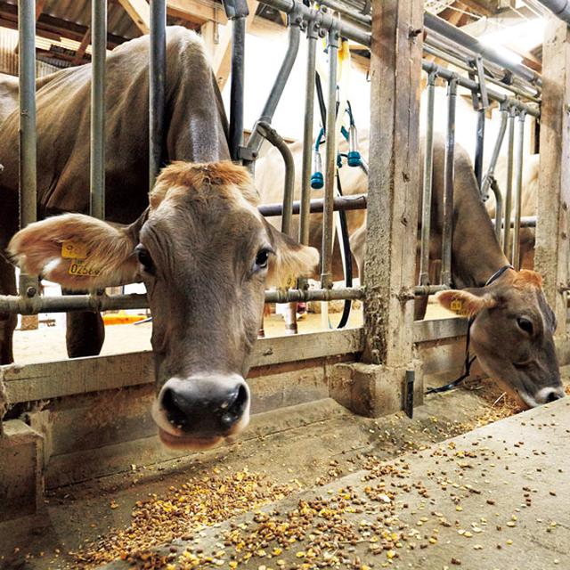 画像: 搾乳も行われる日登牧場の牛舎。牛には色別の首輪がかけられ、餌の量や体調が管理されている