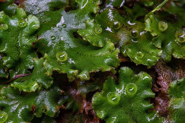 画像: スギゴケとはだいぶ様子が違う、茎と葉の区別がないゼニゴケ。顔に見えてくる!?
