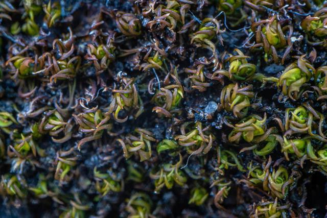 画像: 乾くと葉が内側に巻くハマキゴケ。茶色っぽく縮こまり、枯れているように見えます
