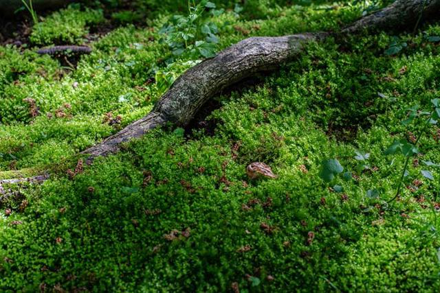 画像: はじめは、草とシダとこけの見分けもつきませんでした