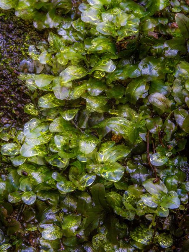 画像: 足元でキラキラ光る何か、それはチョウチンゴケの葉の裏についた水滴でした