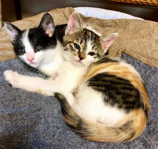 画像2: 村暮らし、まちあるき。
第六回 クロとフネ、2匹の猫が来た一年|玉木美企子