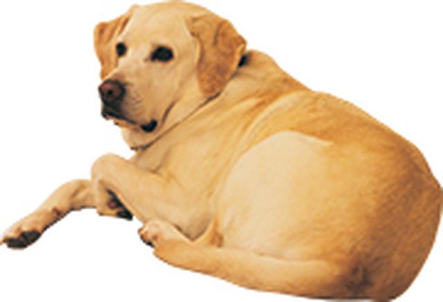 画像: 8:30 犬の散歩