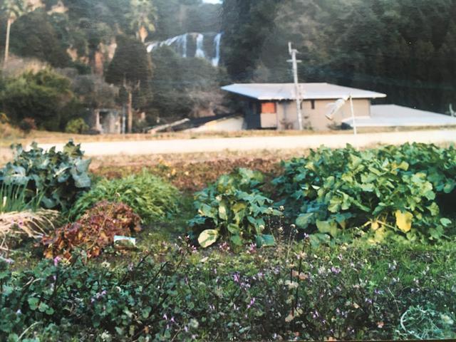 画像2: ナズナの葉の摘み方