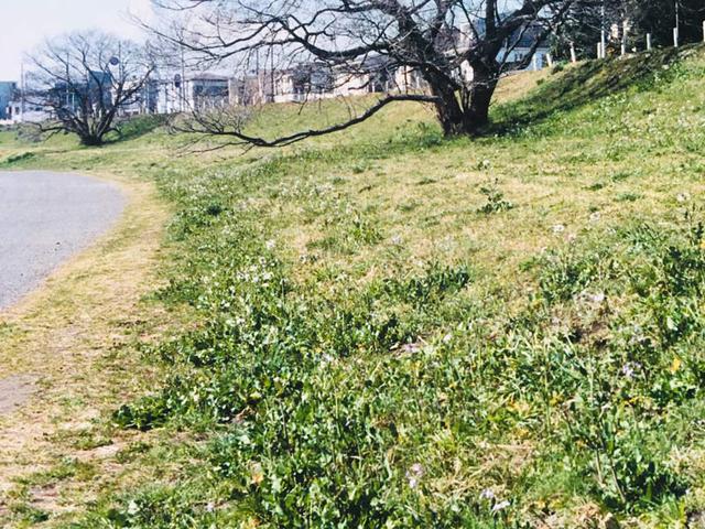 画像: ◇ハマダイコン アブラナ科ダイコン属