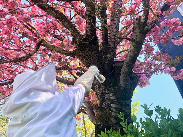 画像: 八重桜の木にとまった分蜂群(写真中央)。霧吹きで水をかけ、舞い上がらないように落ち着かせてから巣に招き入れます。